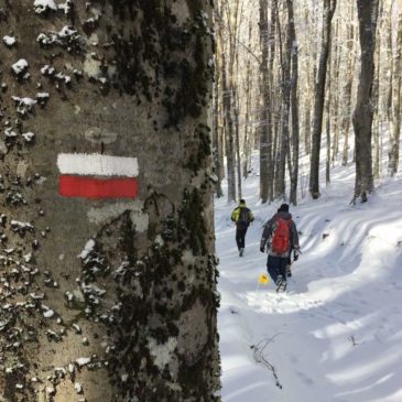 immagine faggeta Livata neve albero con segno di sentiero bianco e rosso