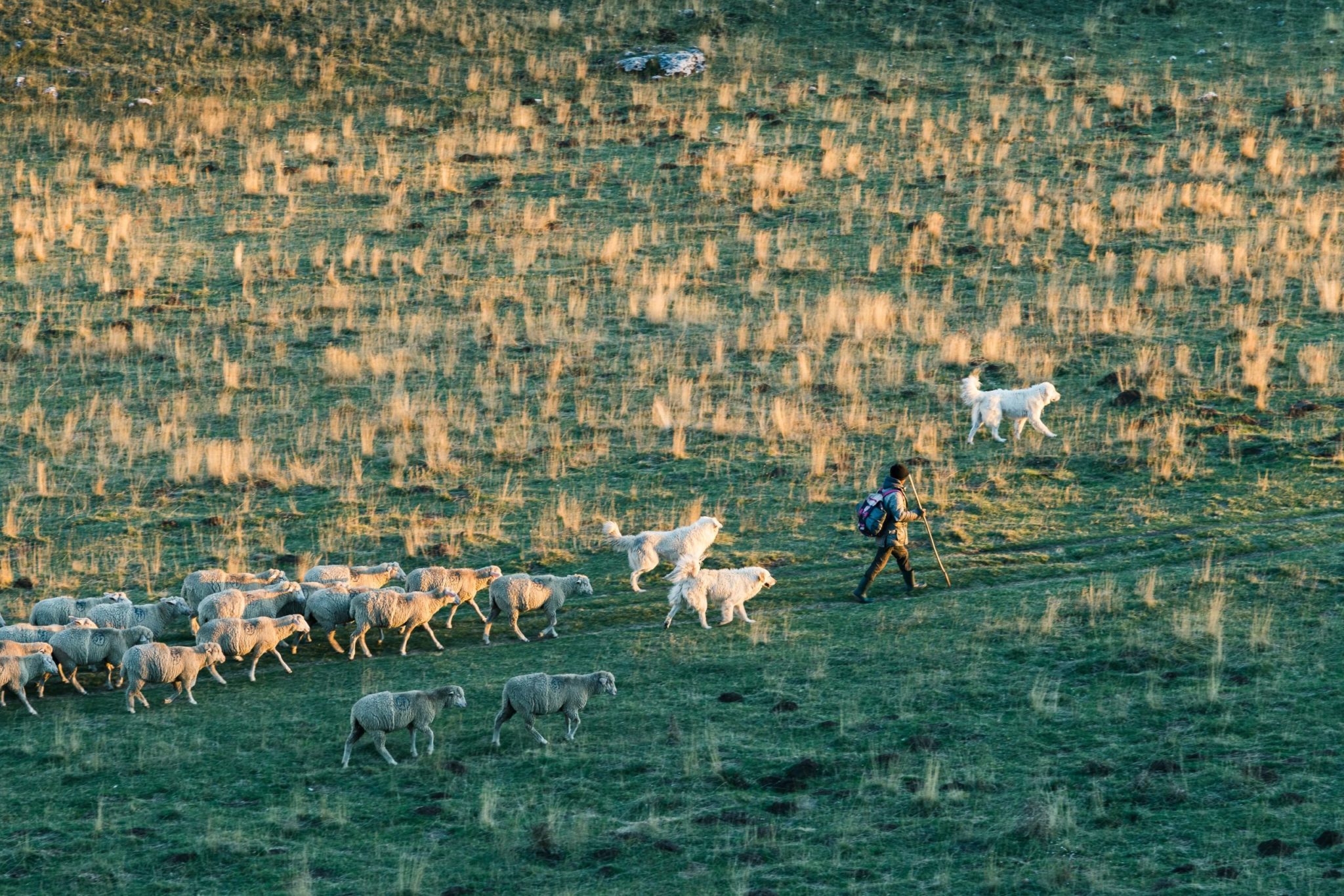 pastore e gregge