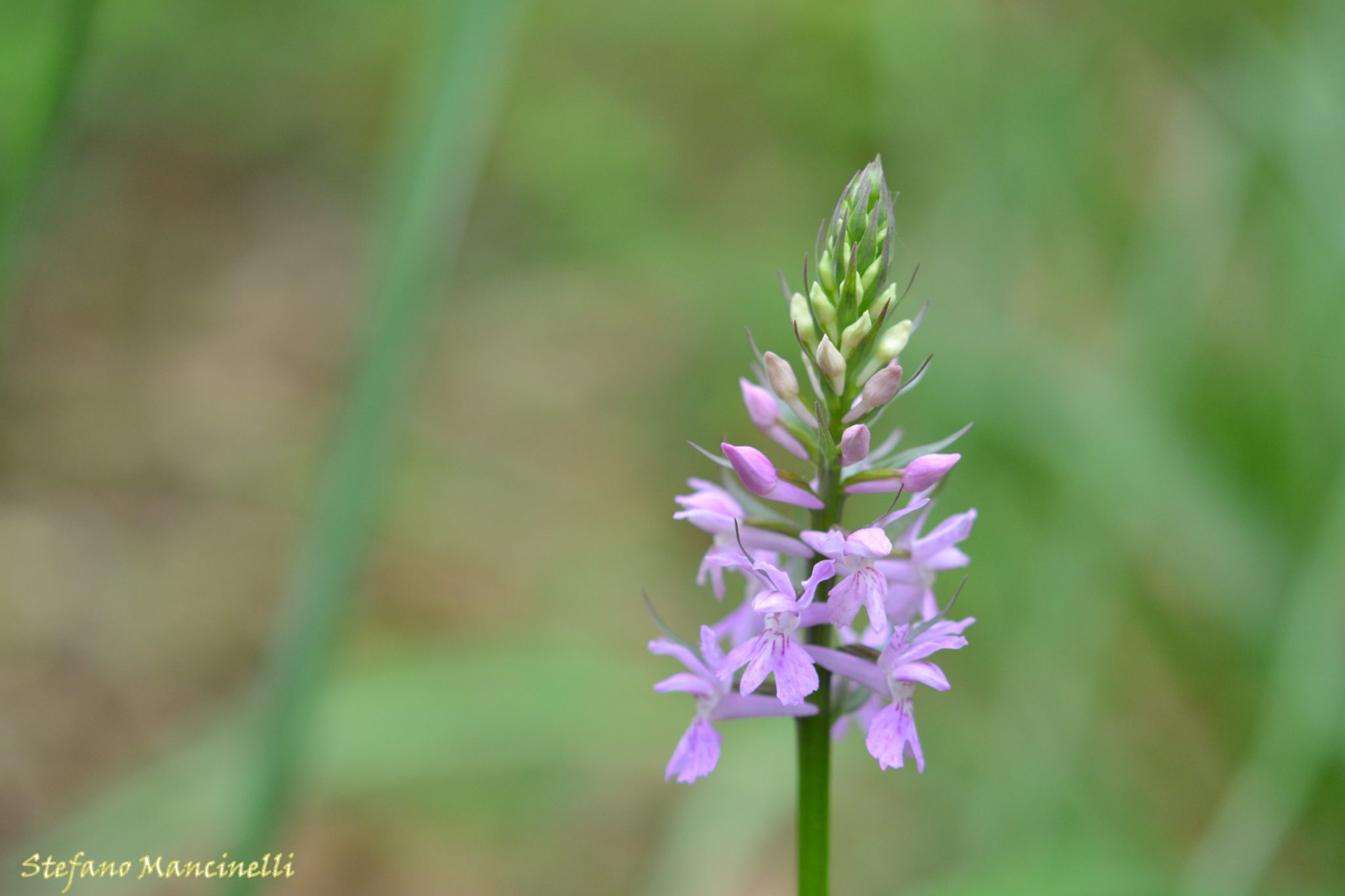 dactylorhiza maculata