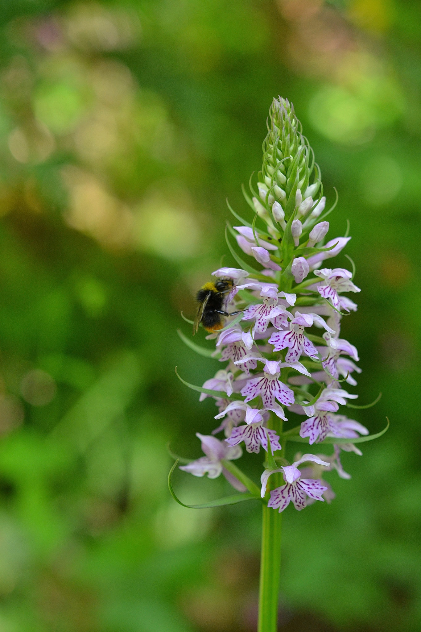 dactylorhiza maculata