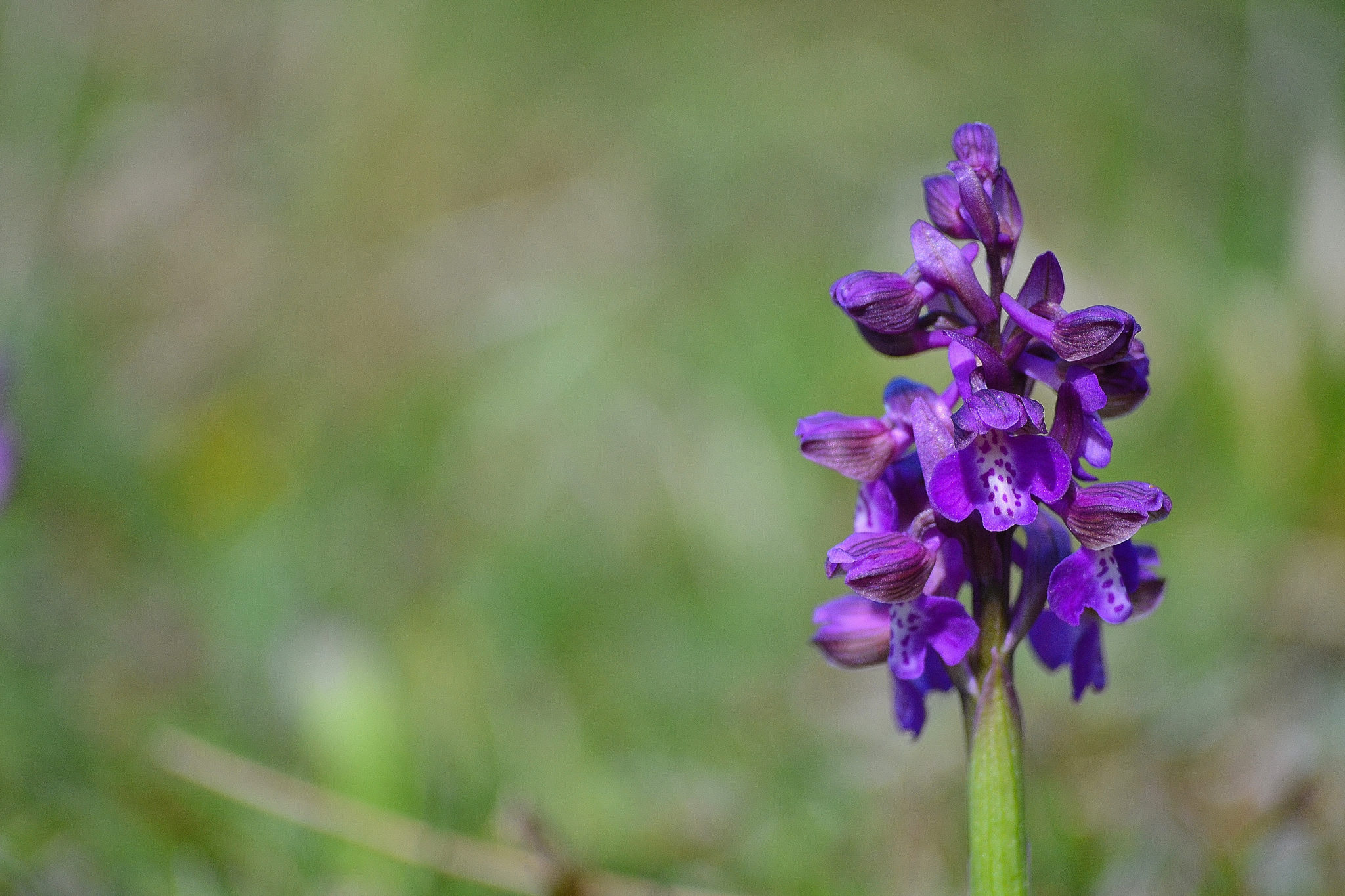 anacamptis morio