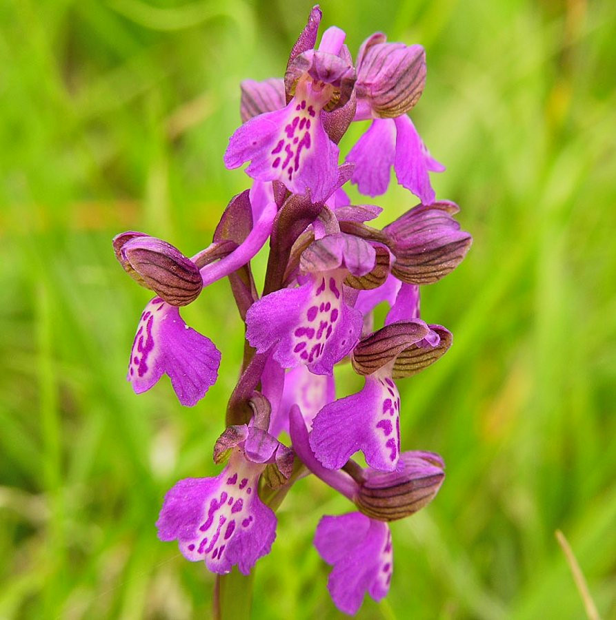 anacamptis morio