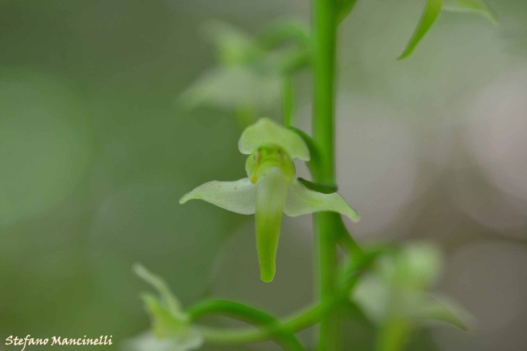 platanthera chlorantha