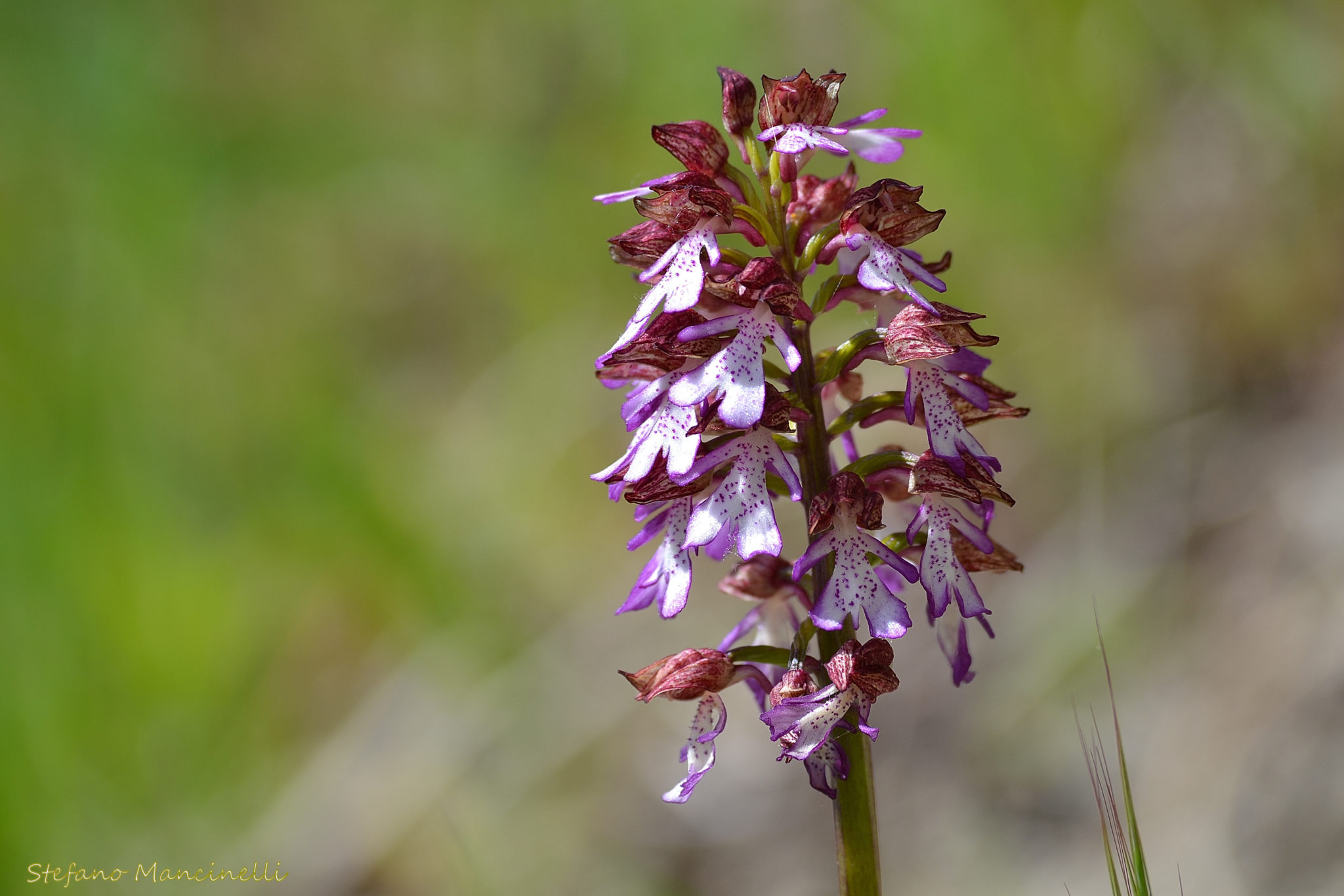 orchidea purpurea