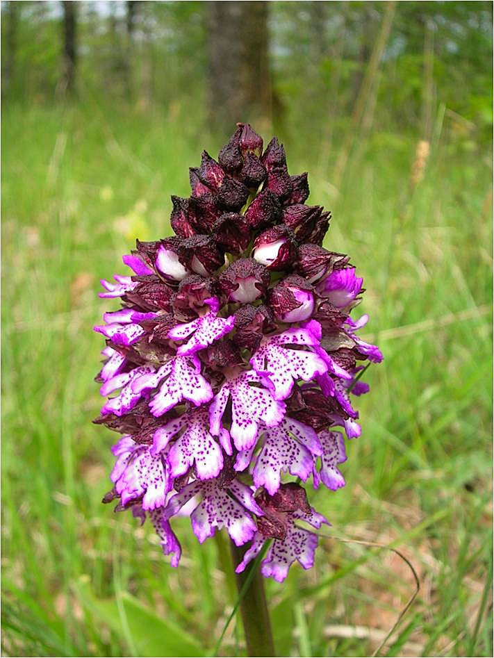 orchidea purpurea