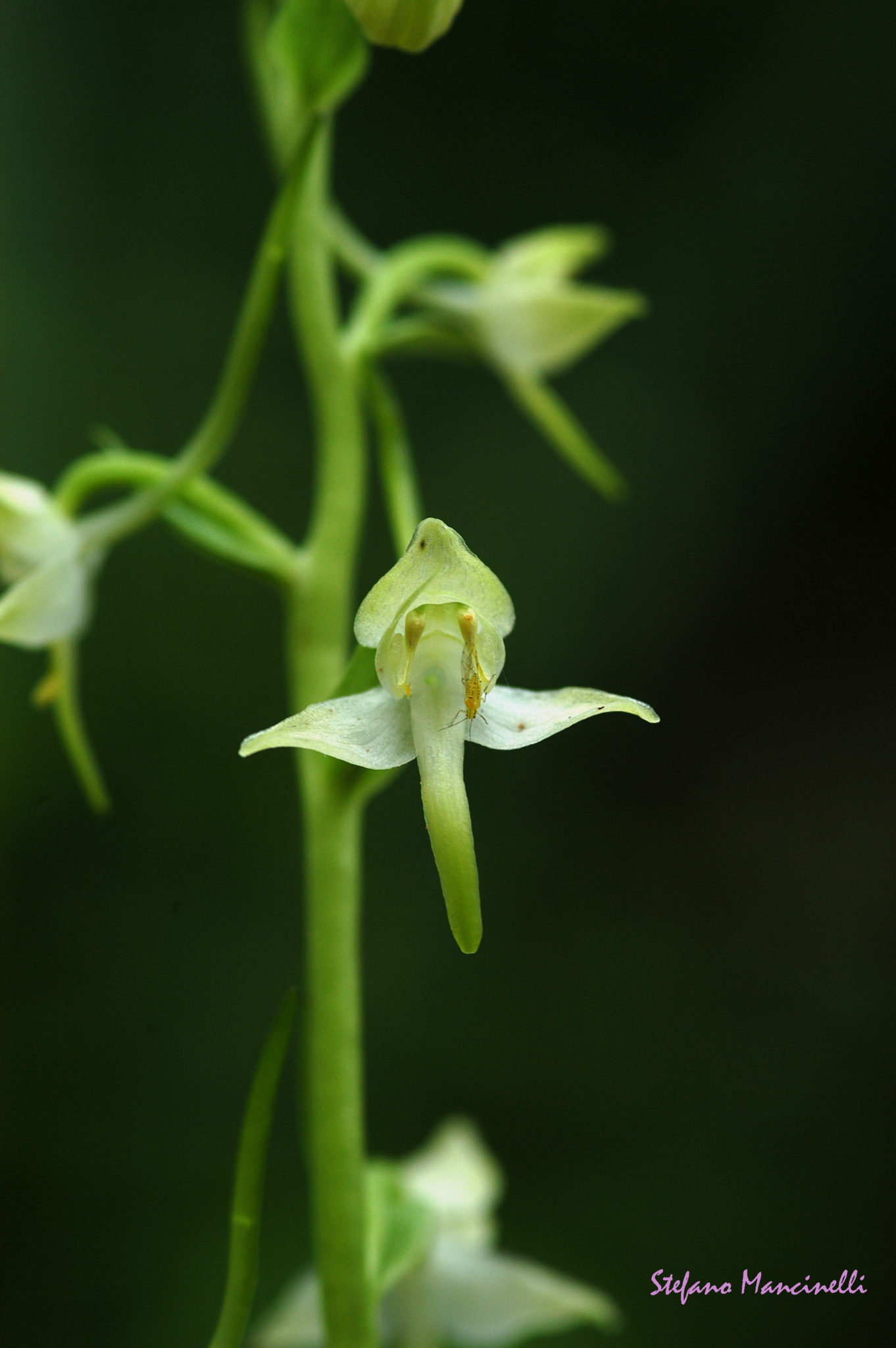 platanthera chlorantha