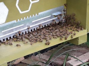 giornata mondiale delle api 3