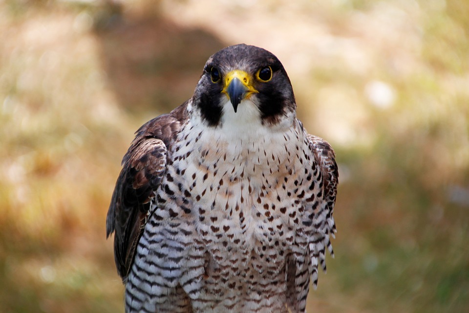 Falco Pellegrino - Rubriche