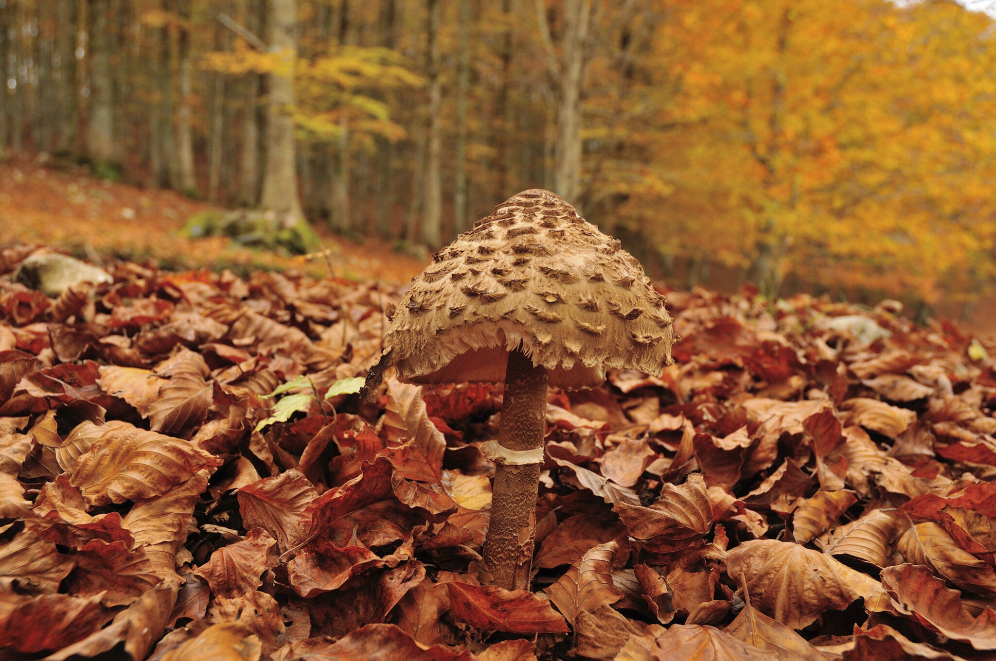 funghi foliage CNP